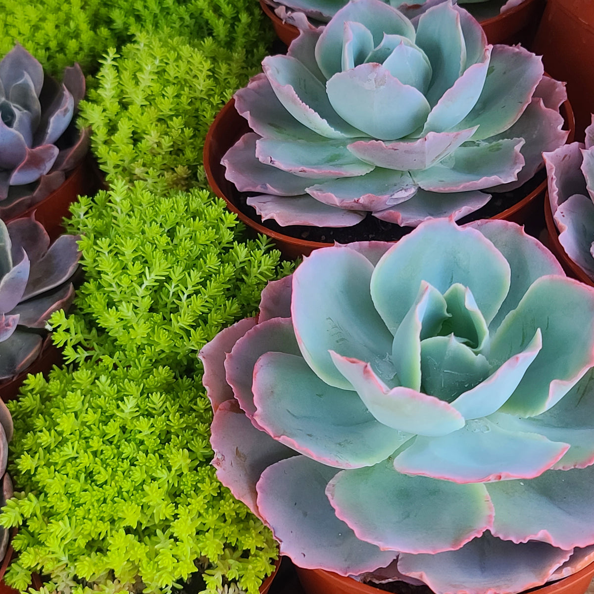 1 echeveria waxed weather ｍ65 fishtail _ 20220503_192127_1200x1200.jpg?