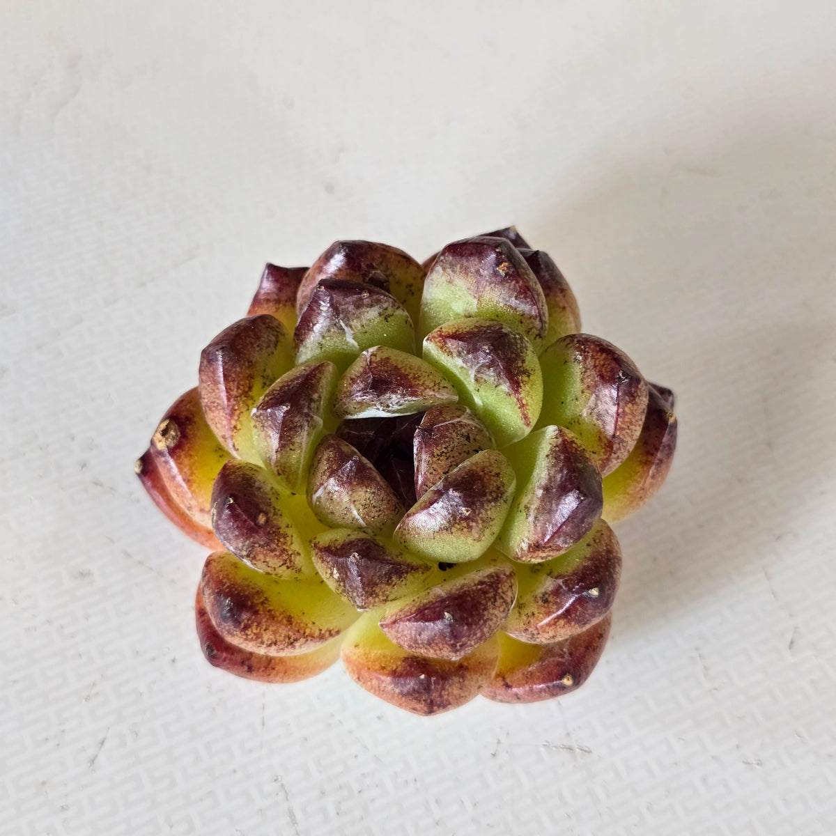 Jungle Fatigue ファティーグ OVY KAJA echeveria Echeveria Fengfei – Extra Succulent