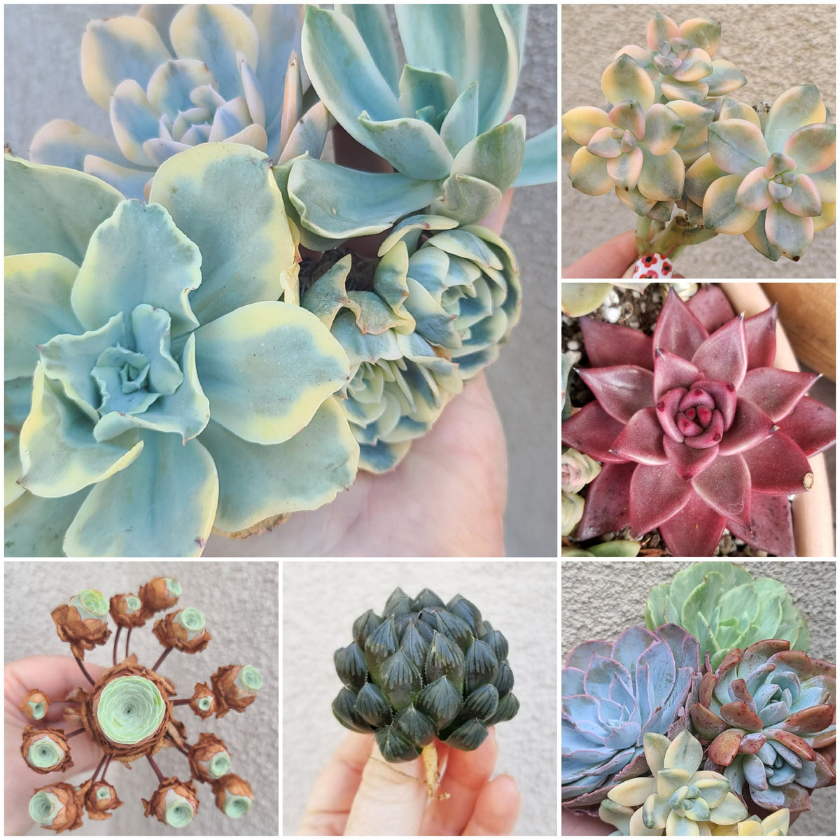 is succulents box legit Quarterly "Rare" Succulent Subscription Box – This Doesn't Succulent