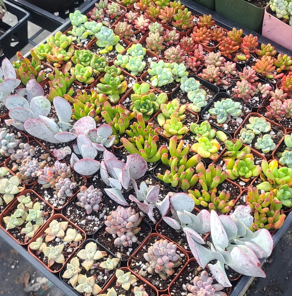 Curated full flat 2-2.5' plants – This Doesn't Succulent