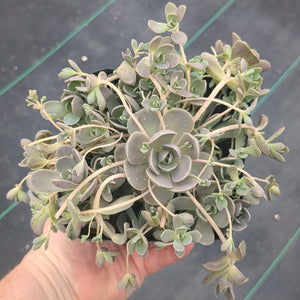 Orostachys Iwarenge Chinese duncecaps