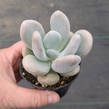Pachyveria 'Bubble'