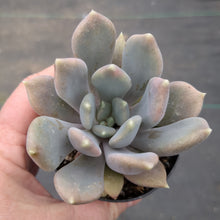 Pachyveria 'Draco'
