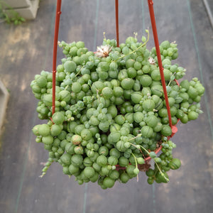 Senecio rowleyanus String of Pearls