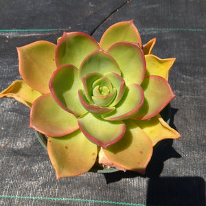 Aeonium Nobile