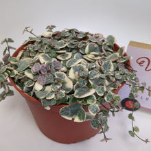 Valentine's Special Variegated ceropegia woodii 'string of hearts'