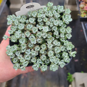 Sedum Capo Blanco