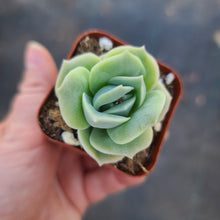 Graptoveria Lovely Rose