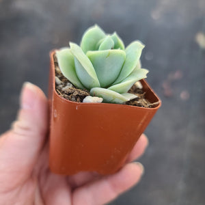 Graptoveria Lovely Rose