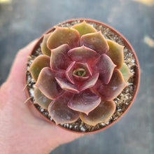 Echeveria Da Hong Pao