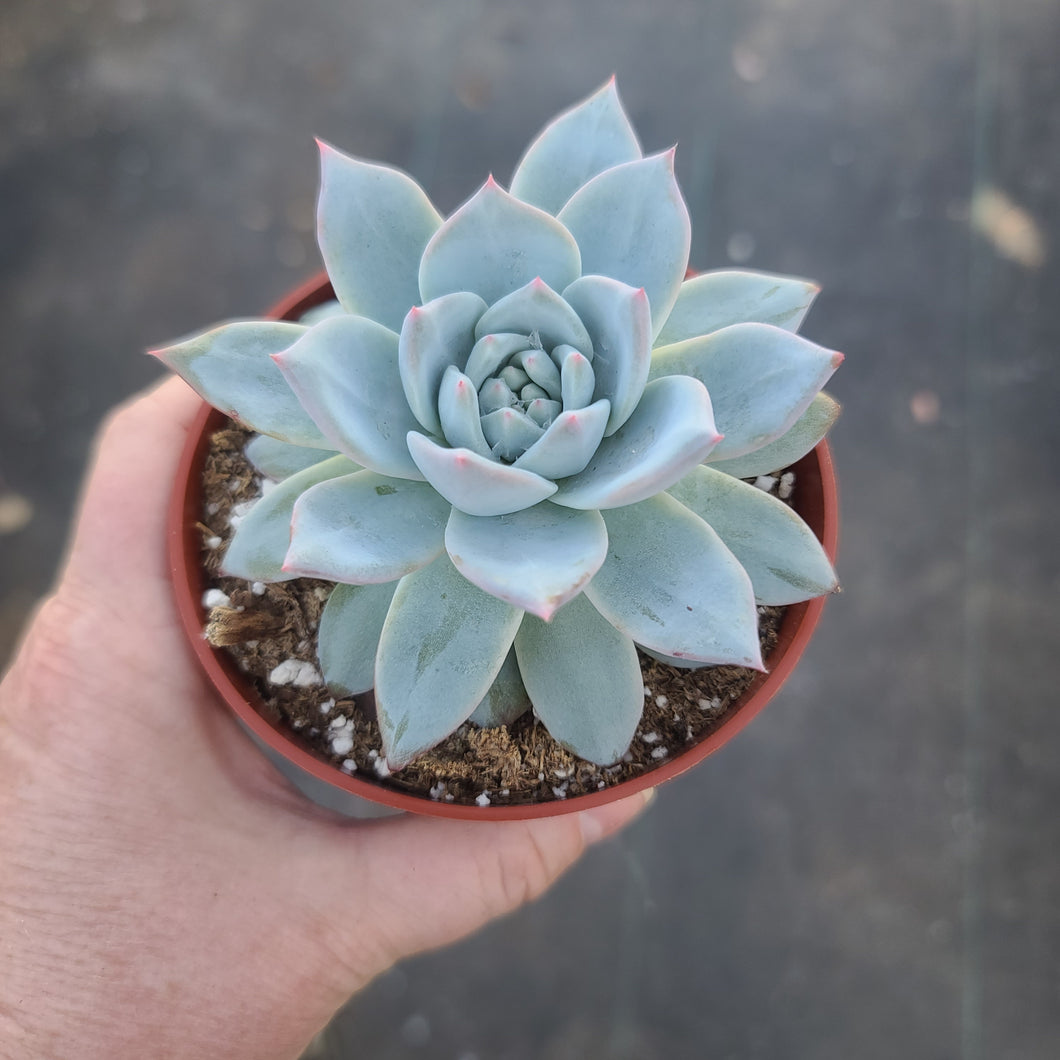 Echeveria Bluebird