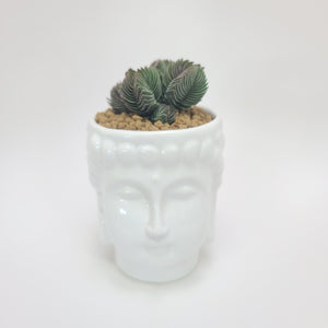 buddha head plant pot Buddha head planter pot only – This Doesn't Succulent