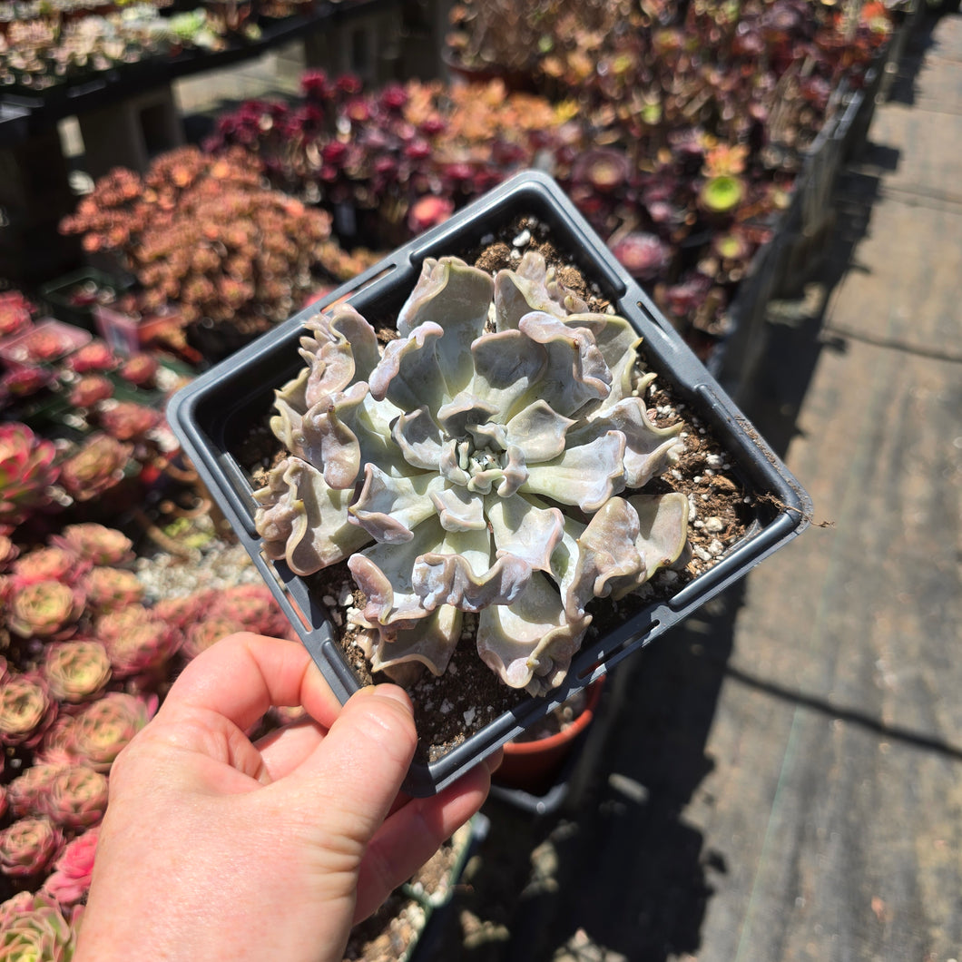 Echeveria Pearl Thriller