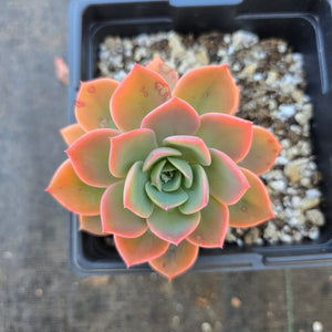 Echeveria Little Fairy LABORDAY24