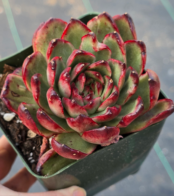 Echeveria Puli-Lindsayana Monstrose