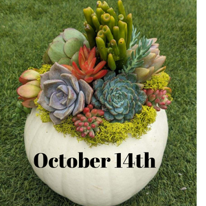 DIY succulent topped pumpkin class.