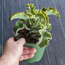Kalanchoe beharensis 'Maltese Cross'