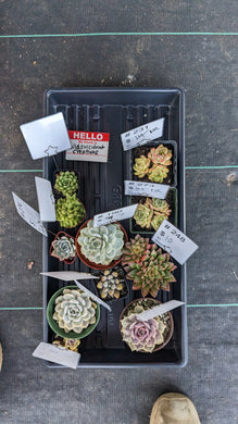 CUSTOM PRODUCT wildsucculentcreations Instagram Live sale