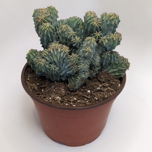Valentine's Special Myrtillocactus geometrizans crested cactus