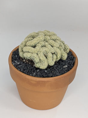 Crested mammillaria elongata brain cactus
