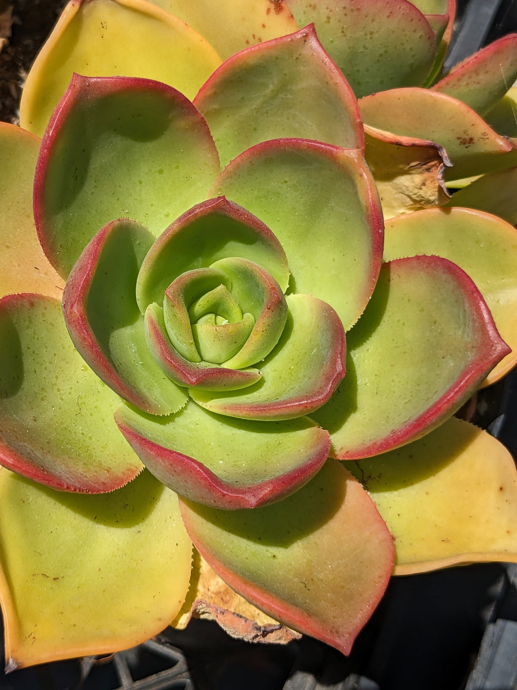Aeonium Nobile