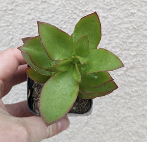 Crassula sarmentosa ssp sarmentosa