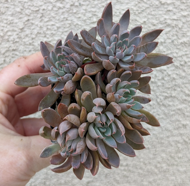 Graptopetalum rusbyi