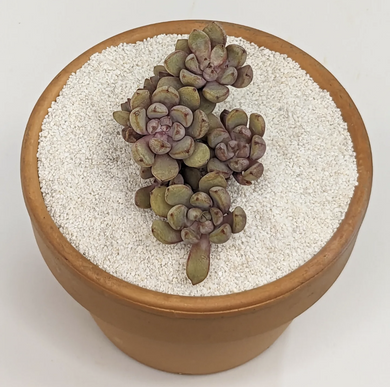Graptoveria Purple Dream