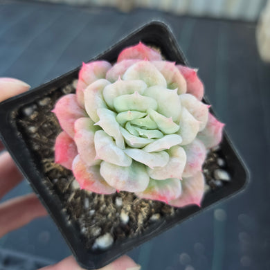 Echeveria Ice Rose Variegated