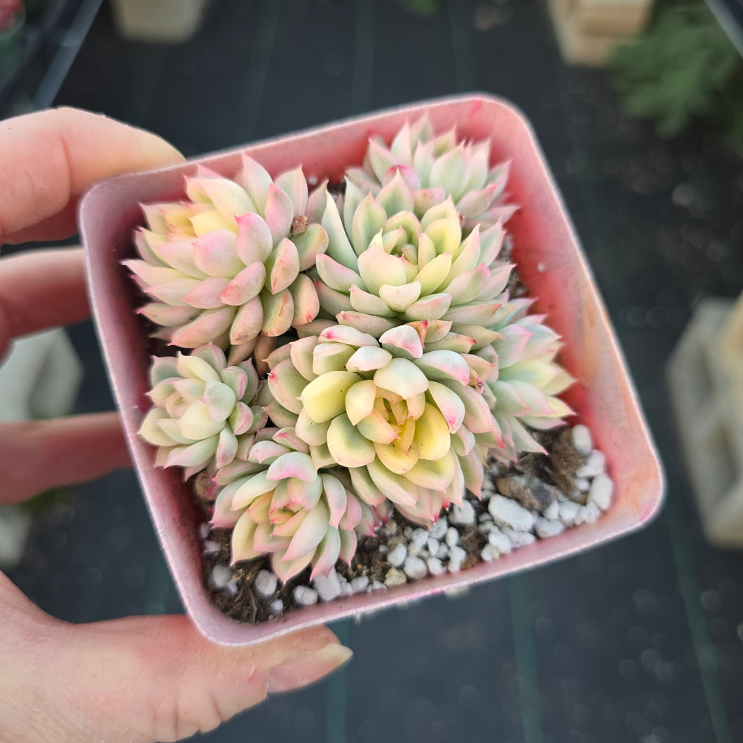 Echeveria Mebina Variegated