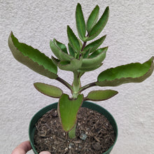 Kalanchoe prolifera