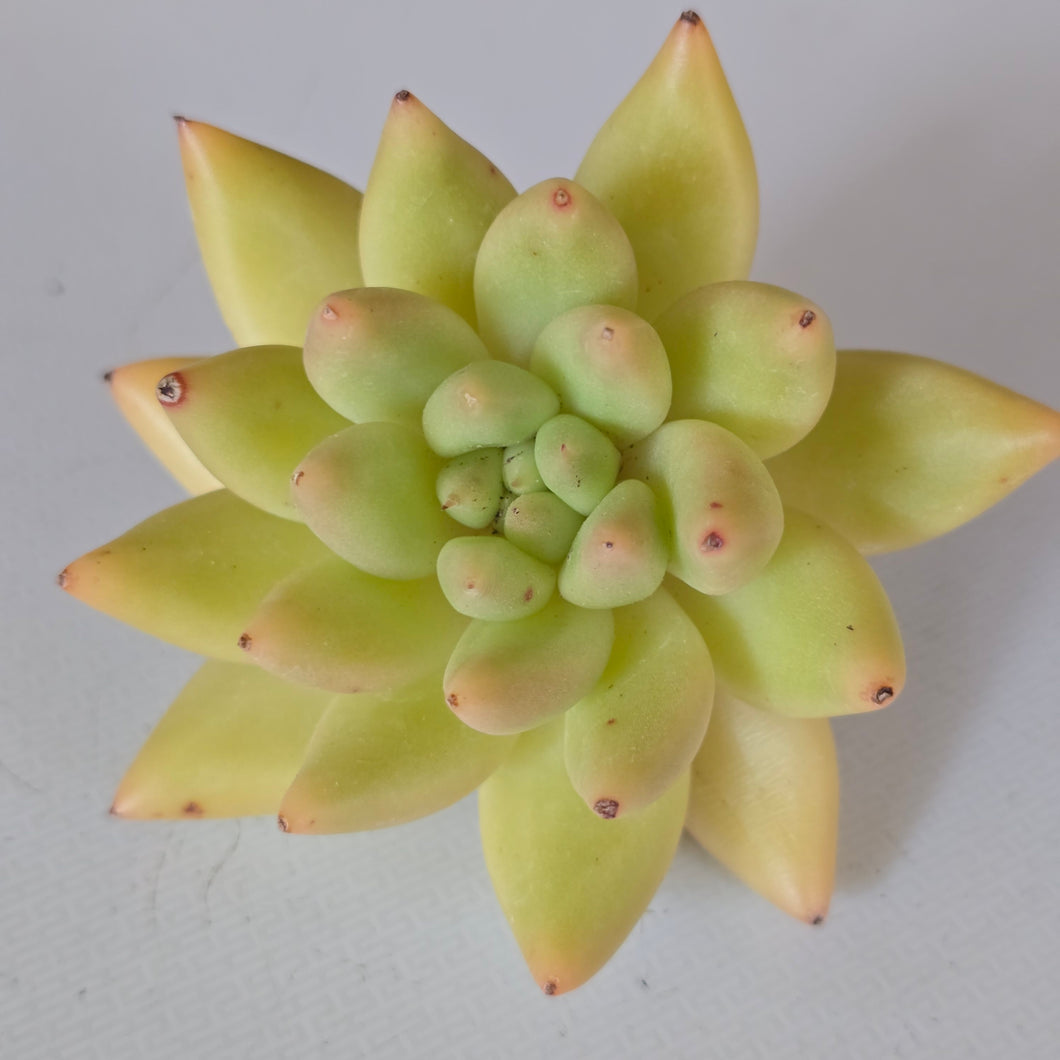 Echeveria Yellow Cloud
