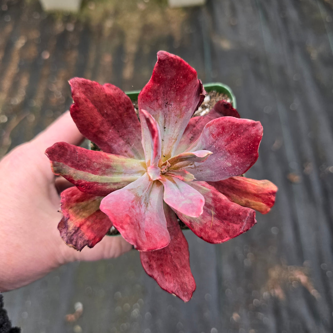 Echeveria Diamond Variegated LABORDAY24