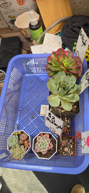 CUSTOM ORDER mckayla_moum Instagram Live Sale