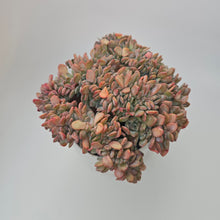 Echeveria Agate Cristata