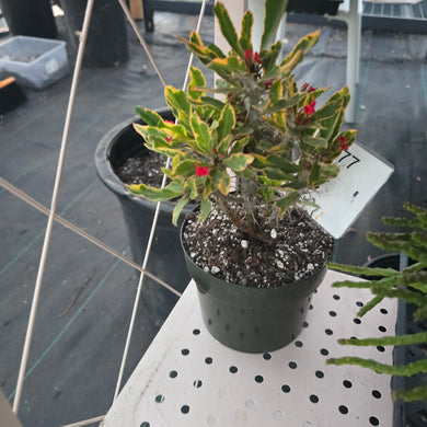 CUSTOM ORDER mickicarney Instagram Live Sale