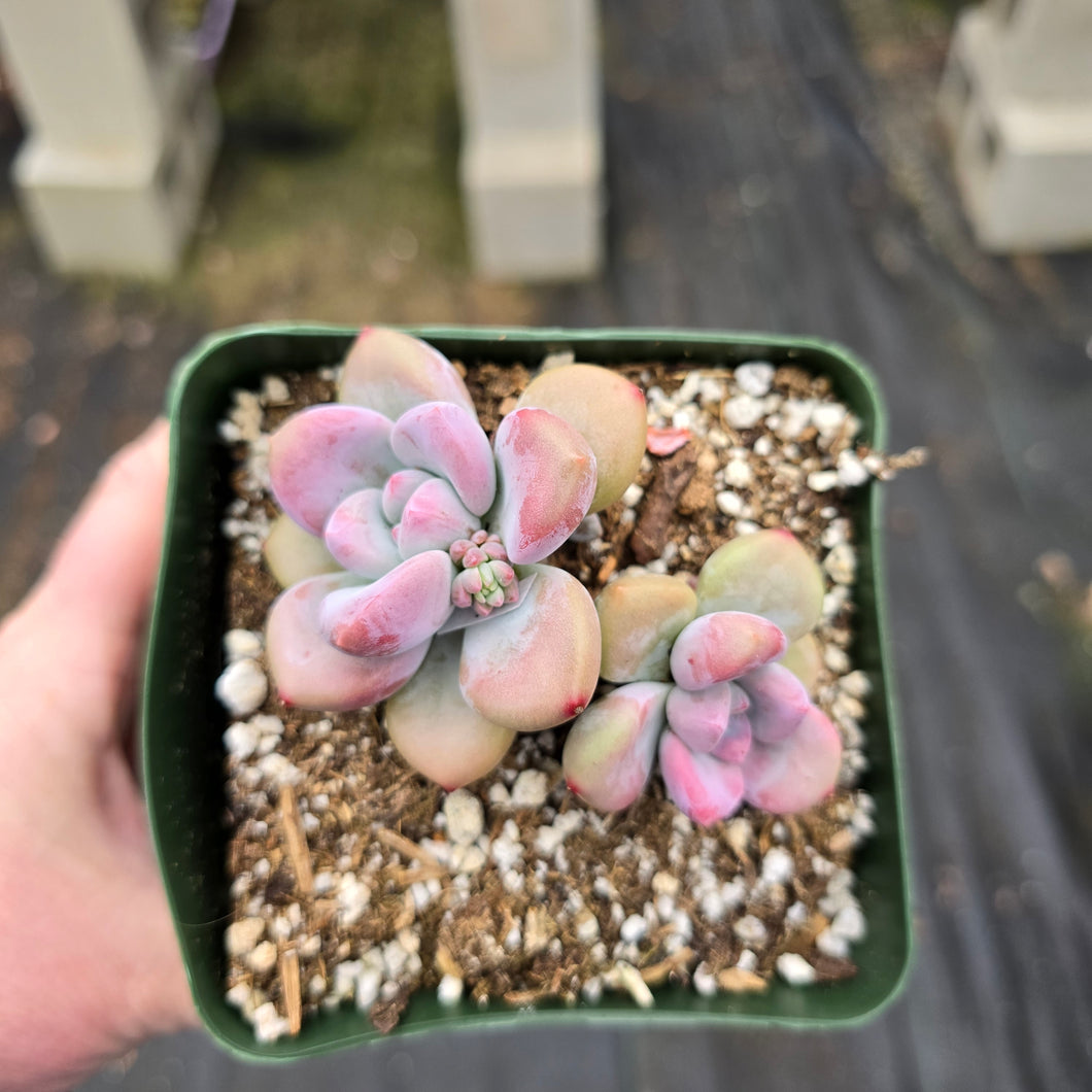 Pachyphytum cv Frevel x Graptoveria Opalina LABORDAY24