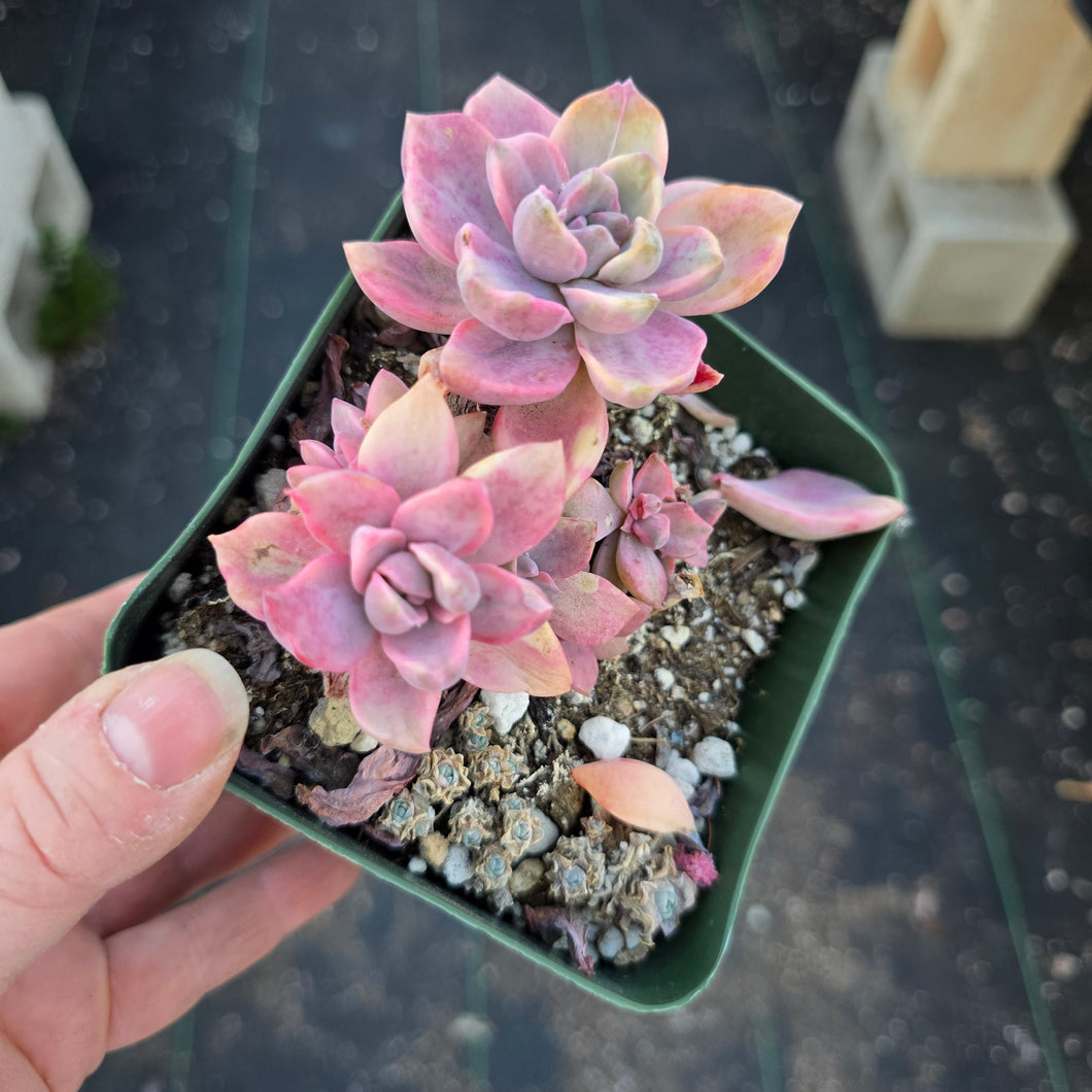 Graptoveria Mrs. Richards variegated CYBERSUCCULENT