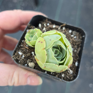 Greenovia Egg Flower