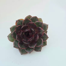 Echeveria Devil's Forest