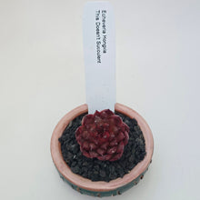 Echeveria Hongxia