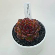 Echeveria Icelandic Coffee
