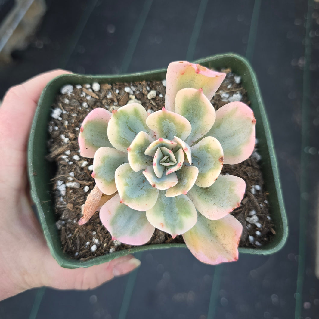 Echeveria Sitifukumiama AKA imbricata variegated