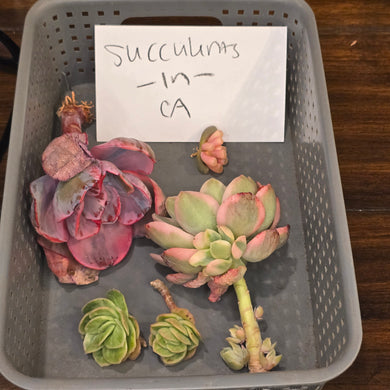 CUSTOM ORDER succulents_in_CA Instagram Live Sale