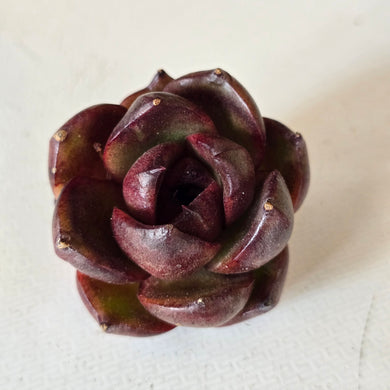 Echeveria Golden Rush