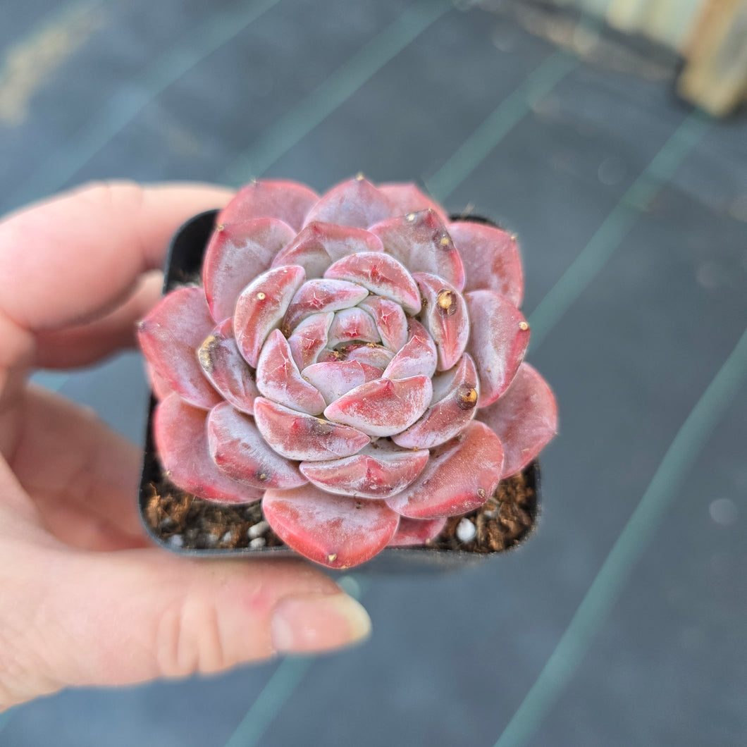 Echeveria Apparition