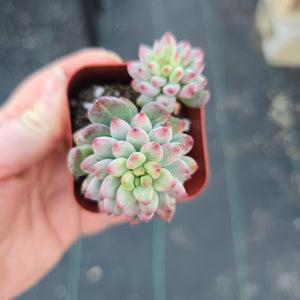 Sedeveria Blue Apple variegated CYBERSUCCULENT