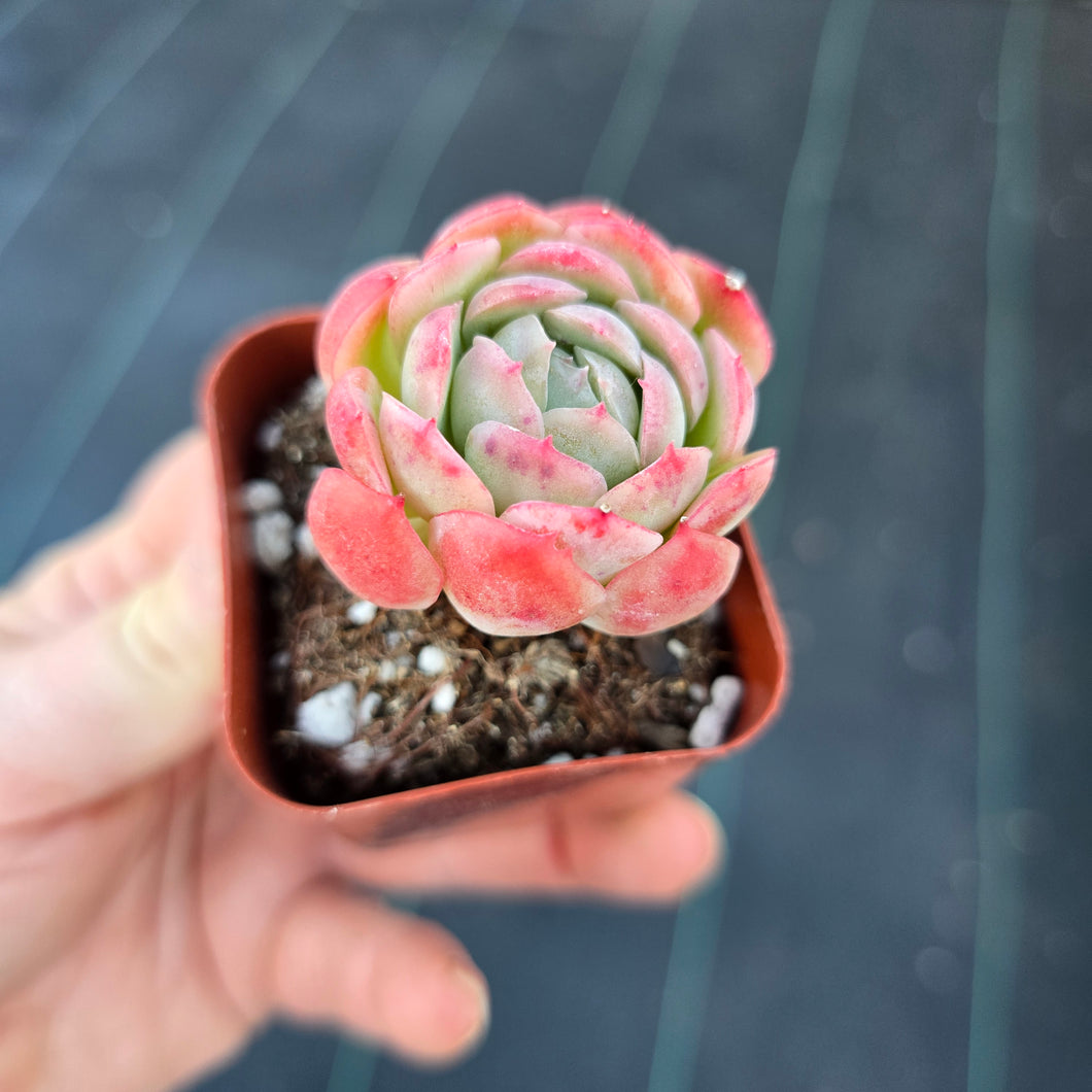 Echeveria Sina CYBERSUCCULENT