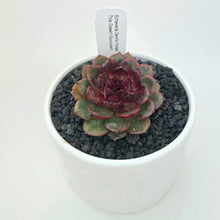 Echeveria Devil's Forest