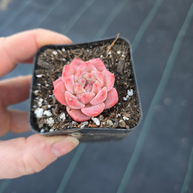 Echeveria 'Red Diamond'